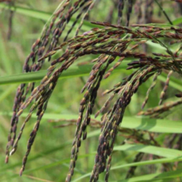 দিনাজপুরের খাঁটি ব্ল্যাক রাইস - Image 2